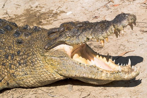 4-Day Cairns Ultimate Combo: Daintree Rainforest, Reef, Kuranda & Paronella Park - Darwin Holiday 0