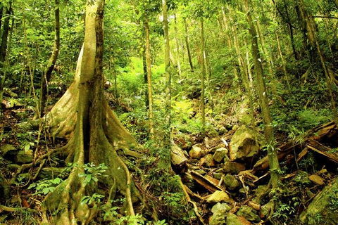 Barron Gorge And Kuranda National Park Half Day Rainforest And Waterfall 4WD Tour From Cairns - Darwin Holiday 4