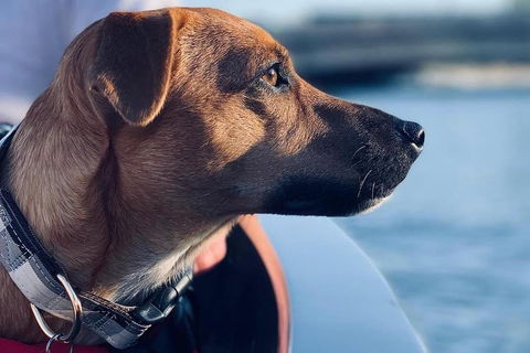 1.5-Hour Boat Rental In Melbourne - Darwin Holiday 0