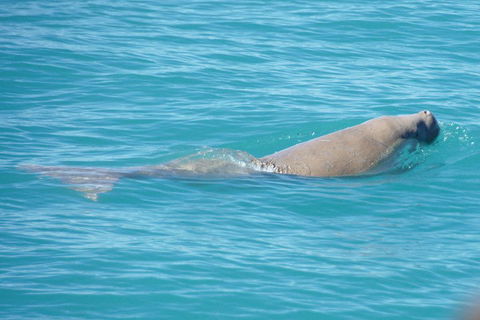 Snubfin Dolphin Eco Cruise From Broome - Darwin Holiday 0