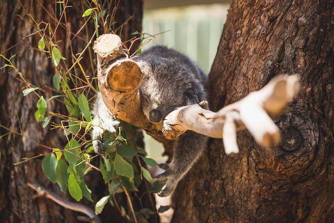 Phillip Island Medium Size Group Tour - Darwin Holiday 1