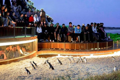 Phillip Island Medium Size Group Tour - Darwin Holiday 3