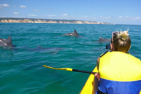 Kayak With Dolphins And 4WD Great Beach Drive Day Trip From Noosa - Darwin Holiday 1