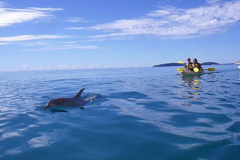 Kayak With Dolphins And 4WD Great Beach Drive Day Trip From Noosa - Darwin Holiday 2