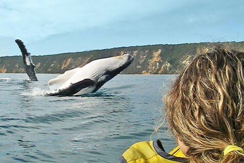 Kayak With Dolphins And 4WD Great Beach Drive Day Trip From Noosa - Darwin Holiday 3