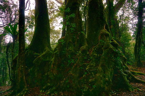 Private Tour - Rainforest & Waterfalls Extravaganza - Darwin Holiday 5