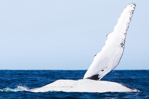 2-Hour Guided Whale Watching Tour At Noosa - Darwin Holiday 0