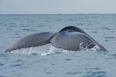 2-Hour Guided Whale Watching Tour At Noosa - Darwin Holiday 1
