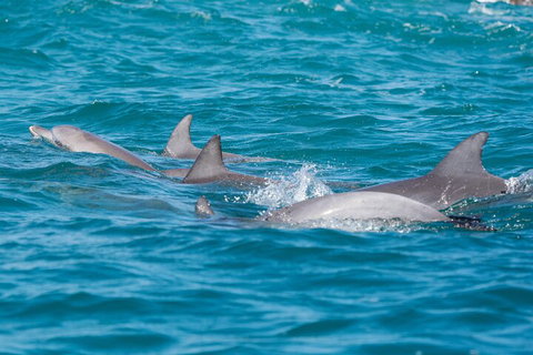 2-Hour Guided Whale Watching Tour At Noosa - Darwin Holiday 2