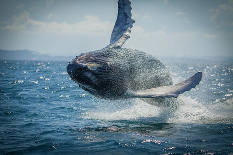 2-Hour Guided Whale Watching Tour At Noosa - Darwin Holiday 3