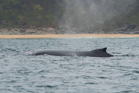 2-Hour Guided Whale Watching Tour At Noosa - Darwin Holiday 5