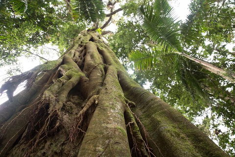 Byron Bay Hinterland Tour Including Rainforest Walk To Minyon Falls - Darwin Holiday 2