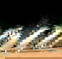 Phillip Island Penguins Private Tour - Darwin Holiday