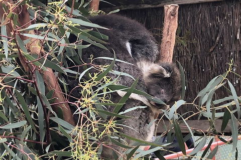 Phillip Island Penguins Private Tour - Darwin Holiday 2