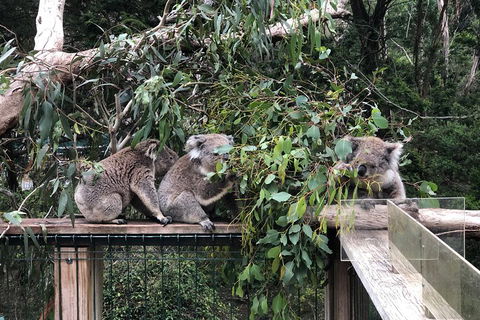 Phillip Island Penguins Private Tour - Darwin Holiday 3