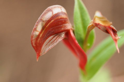 Wave Rock, Wild Flowers And Astro Photography - Darwin Holiday 2