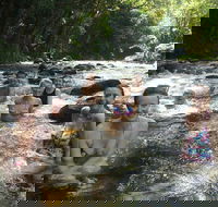 Daintree Rainforest Cape Tribulation Mossman Gorge Small-Group Day Tour - Darwin Holiday