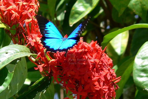 Daintree Rainforest, Cape Tribulation, Mossman Gorge Small-Group Day Tour - Darwin Holiday 2