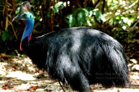 Daintree Rainforest, Cape Tribulation, Mossman Gorge Small-Group Day Tour - Darwin Holiday 3