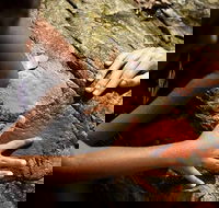 Ngana Julaymba Dungay - Full Day - Darwin Holiday