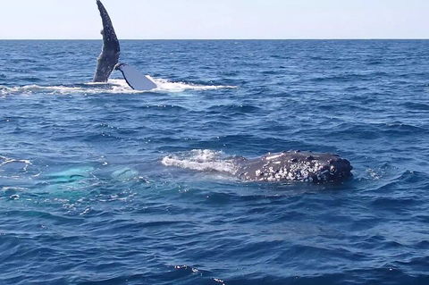 Noosa Whale Watching - Darwin Holiday 0