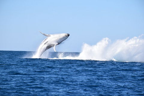 Noosa Whale Watching - Darwin Holiday 1
