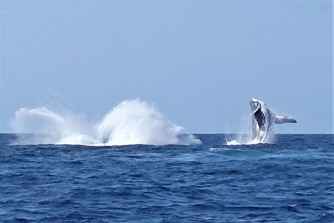 Noosa Whale Watching - Darwin Holiday 2