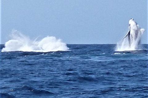 Noosa Whale Watching - Darwin Holiday 3