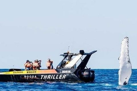Noosa Whale Watching - Darwin Holiday 4