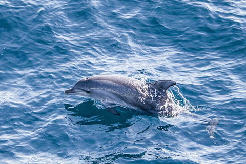 All Inclusive Dolphin And Tangalooma Wrecks Cruise - Darwin Holiday 1