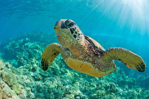 All Inclusive Dolphin And Tangalooma Wrecks Cruise - Darwin Holiday 3