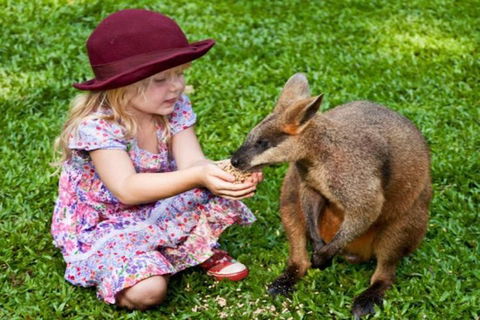 Kuranda Day Tour + HotAir Balloon Combo - Darwin Holiday 0