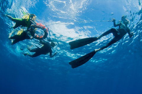 Passions Of Paradise Great Barrier Reef Snorkel And Dive Cruise From Cairns By Luxury Catamaran - Darwin Holiday 2