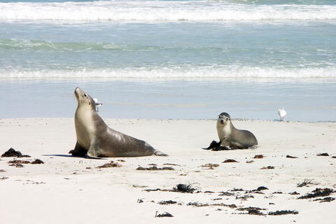Kangaroo Island Personal Group Tours - Darwin Holiday 3