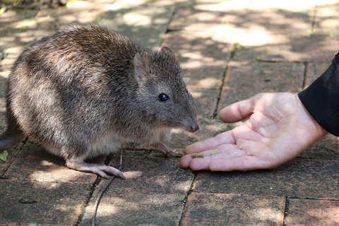 Cleland Wildlife Park Tour From Adelaide Including Mount Lofty Summit - Darwin Holiday 2