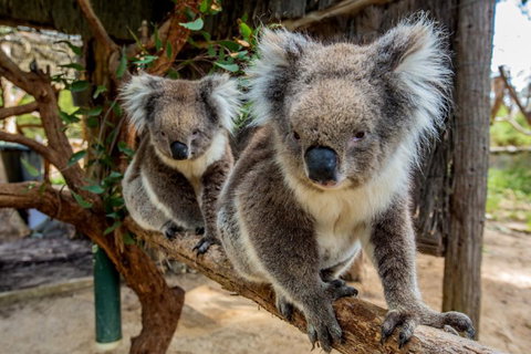 Cleland Wildlife Park Tour From Adelaide Including Mount Lofty Summit - Darwin Holiday 3