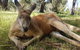 Cleland Wildlife Park Tour From Adelaide Including Mount Lofty Summit - thumb 5
