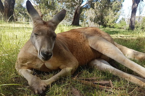 Cleland Wildlife Park Tour From Adelaide Including Mount Lofty Summit - Darwin Holiday 5
