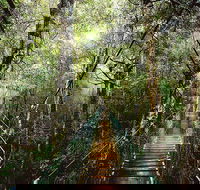 O'Reilly's  Lamington National Park from Gold Coast - Darwin Holiday