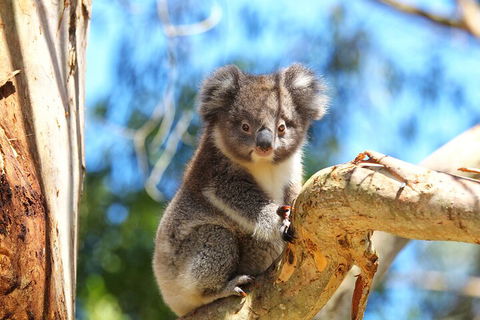 LGBT+ Friendly 2 Day Private Tour Great Ocean Road + Phillip Island - Darwin Holiday 1