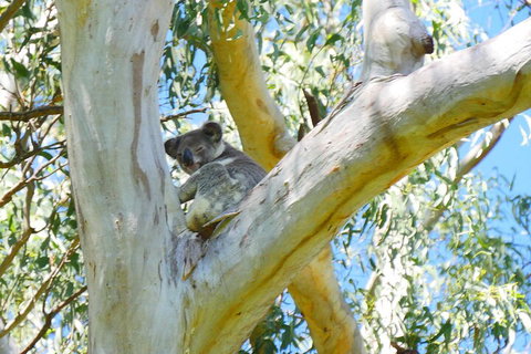 Best Of Moreton Bay Cruise - Darwin Holiday 2