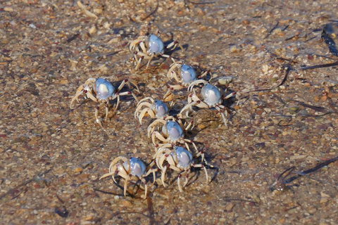 Best Of Moreton Bay Cruise - Darwin Holiday 3