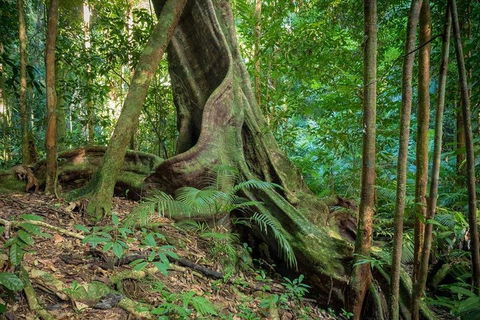 Private Daintree Mossman Gorge Exclusive Nature And Wildlife Focus - Darwin Holiday 0