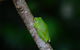 Private Daintree Mossman Gorge Exclusive Nature And Wildlife Focus - thumb 3