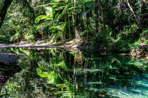 Daintree And Cape Tribulation Full Day Guided Tour - Darwin Holiday 1