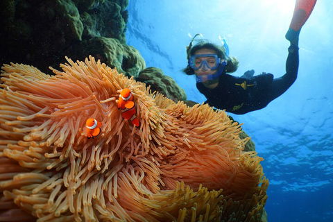 Silversonic Outer Great Barrier Reef Dive And Snorkel Cruise From Port Douglas - Darwin Holiday 3