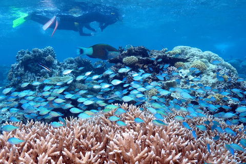 Silversonic Outer Great Barrier Reef Dive And Snorkel Cruise From Port Douglas - Darwin Holiday 5