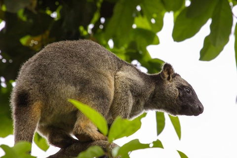 Cairns & Port Douglas All-Inclusive 7 Days Touring Package - Darwin Holiday 3