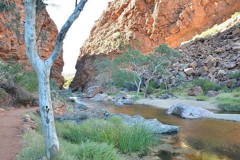 Alice Springs, Uluru Ayers Rock & Kings Canyon 8 Days Touring Package - Darwin Holiday 2