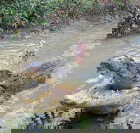 Top End Waterfalls and Wetlands - Darwin Holiday